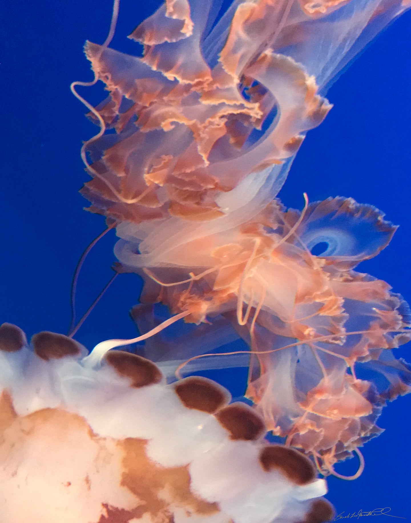 Jellies I