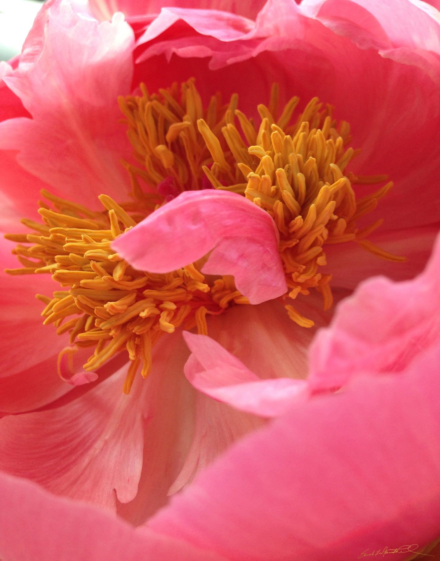 Peony